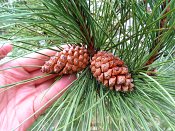 summer photograph Zwarte_den__Pinus_nigra__Austrian_pineimg_4425.jpg