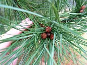 summer photograph Zwarte_den__Pinus_nigra__Austrian_pineimg_4426.jpg