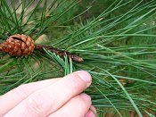 summer photograph Zwarte_den__Pinus_nigra__Austrian_pineimg_4427.jpg