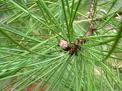 summer photograph Zwarte_den__Pinus_nigra__Austrian_pineimg_4428knopbud.jpg