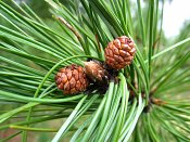 summer photograph Zwarte_den__Pinus_nigra__Austrian_pineimg_4429.jpg