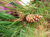 summer photograph Zwarte_den__Pinus_nigra__Austrian_pineimg_4431.jpg