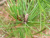 summer photograph Zwarte_den__Pinus_nigra__Austrian_pineimg_4434.jpg