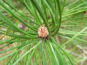 summer photograph Zwarte_den__Pinus_nigra__Austrian_pineimg_4435.jpg