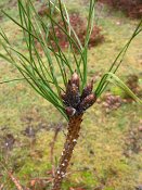 summer photograph Zwarte_den__Pinus_nigra__Austrian_pineimg_4438.jpg