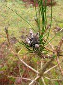 summer photograph Zwarte_den__Pinus_nigra__Austrian_pineimg_4439.jpg