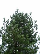 summer photograph Zwarte_den__Pinus_nigra__Austrian_pineimg_4440.jpg