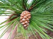 summer photograph Zwarte_den__Pinus_nigra__Austrian_pineimg_4441kegelcone.jpg