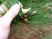 summer photograph Zwarte_den__Pinus_nigra__Austrian_pineimg_4442.jpg