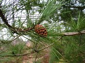 summer photograph Zwarte_den__Pinus_nigra__Austrian_pineimg_4443.jpg