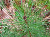 summer photograph Zwarte_den__Pinus_nigra__Austrian_pineimg_4477.jpg