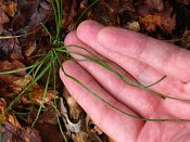 summer photograph Zwarte_den__Pinus_nigra__Austrian_pineimg_4484.jpg