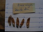 summer photograph Zwarte_den__Pinus_nigra__Austrian_pineimg_4536seedzaad.jpg
