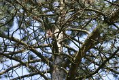summer photograph Zwarte_den__Pinus_nigra__Austrian_pineimg_5491.jpg