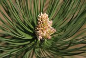 summer photograph Zwarte_den__Pinus_nigra__Austrian_pineimg_5494.jpg