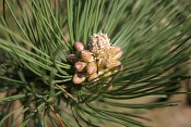 summer photograph Zwarte_den__Pinus_nigra__Austrian_pineimg_5495flowerbleom.jpg