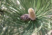 summer photograph Zwarte_den__Pinus_nigra__Austrian_pineimg_5500.jpg