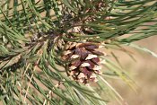summer photograph Zwarte_den__Pinus_nigra__Austrian_pineimg_5501.jpg