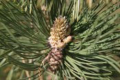 summer photograph Zwarte_den__Pinus_nigra__Austrian_pineimg_5502.jpg