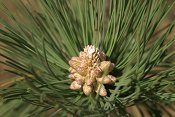 summer photograph Zwarte_den__Pinus_nigra__Austrian_pineimg_5503.jpg