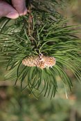 summer photograph Zwarte_den__Pinus_nigra__Austrian_pineimg_5529.jpg