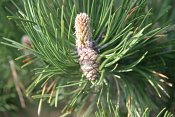 summer photograph Zwarte_den__Pinus_nigra__Austrian_pineimg_5530.jpg