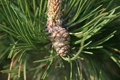 summer photograph Zwarte_den__Pinus_nigra__Austrian_pineimg_5531.jpg