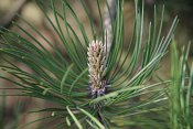 summer photograph Zwarte_den__Pinus_nigra__Austrian_pineimg_5532.jpg