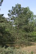 summer photograph Zwarte_den__Pinus_nigra__Austrian_pineimg_5534.jpg