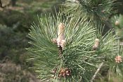summer photograph Zwarte_den__Pinus_nigra__Austrian_pineimg_5536.jpg
