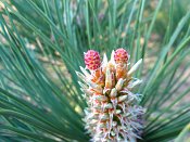 summer photograph Zwarte_den__Pinus_nigra__Austrian_pineimg_6596flowerbloem.jpg