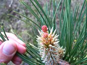 summer photograph Zwarte_den__Pinus_nigra__Austrian_pineimg_6597.jpg