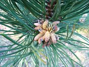 summer photograph Zwarte_den__Pinus_nigra__Austrian_pineimg_6598.jpg