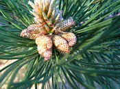 summer photograph Zwarte_den__Pinus_nigra__Austrian_pineimg_6599.jpg