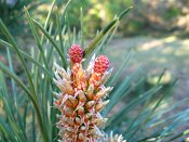 summer photograph Zwarte_den__Pinus_nigra__Austrian_pineimg_6600.jpg