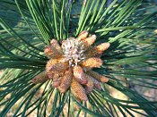 summer photograph Zwarte_den__Pinus_nigra__Austrian_pineimg_6605.jpg