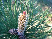 summer photograph Zwarte_den__Pinus_nigra__Austrian_pineimg_6606.jpg