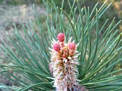 summer photograph Zwarte_den__Pinus_nigra__Austrian_pineimg_6608bloemflowerfemale.jpg