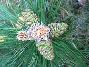 summer photograph Zwarte_den__Pinus_nigra__Austrian_pineimg_6630.jpg