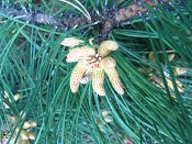 summer photograph Zwarte_den__Pinus_nigra__Austrian_pineimg_6631.jpg