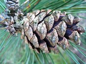 summer photograph Zwarte_den__Pinus_nigra__Austrian_pineimg_6632kegelcone.jpg