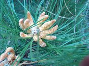 summer photograph Zwarte_den__Pinus_nigra__Austrian_pineimg_6634bloemflowermale.jpg