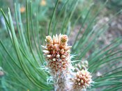 summer photograph Zwarte_den__Pinus_nigra__Austrian_pineimg_6635.jpg