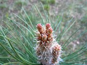 summer photograph Zwarte_den__Pinus_nigra__Austrian_pineimg_6637.jpg