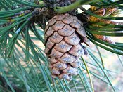 summer photograph Zwarte_den__Pinus_nigra__Austrian_pineimg_6638.jpg