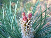 summer photograph Zwarte_den__Pinus_nigra__Austrian_pineimg_6639.jpg