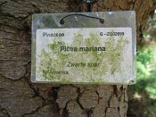 summer photograph Zwarte_spar__Picae_mariana__Black_spruceimg_8885.jpg