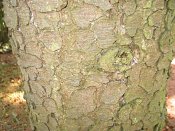 summer photograph Zwarte_spar__Picae_mariana__Black_spruceimg_8886.jpg