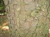 summer photograph Zwarte_spar__Picae_mariana__Black_spruceimg_8887bastbark.jpg