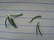 summer photograph Zwarte_spar__Picae_mariana__Black_spruceimg_8893naaldenneedles.jpg